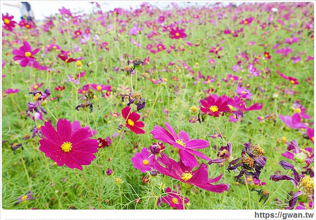 台中景點,台中旅行,新社景點,台中一日遊,台中新社花海,台中國際花毯節,新社花海交通資訊,新社花海地址,新社花海2015,新社花海停車,新社花海展期,繽紛十年‧花漾臺中,flowersea-46-453-1 台中景點,台中旅行,新社景點,台中一日遊,台中新社花海,台中國際花毯節,新社花海交通資訊,新社花海地址,新社花海2015,新社花海停車,新社花海展期,繽紛十年‧花漾臺中,flowersea-46-453-1