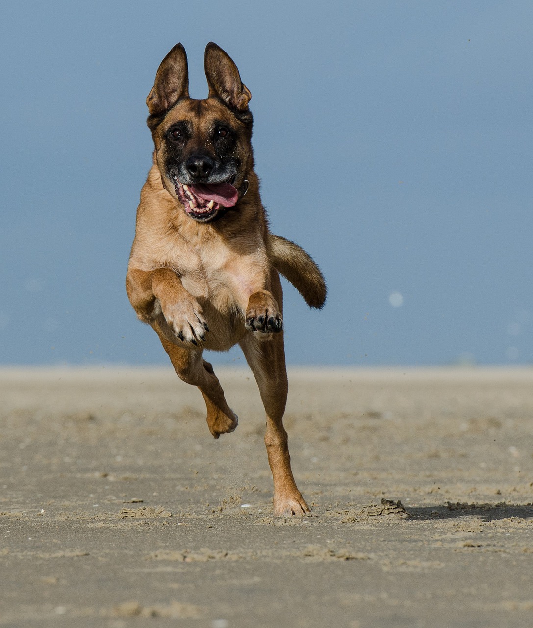 malinois running on beach