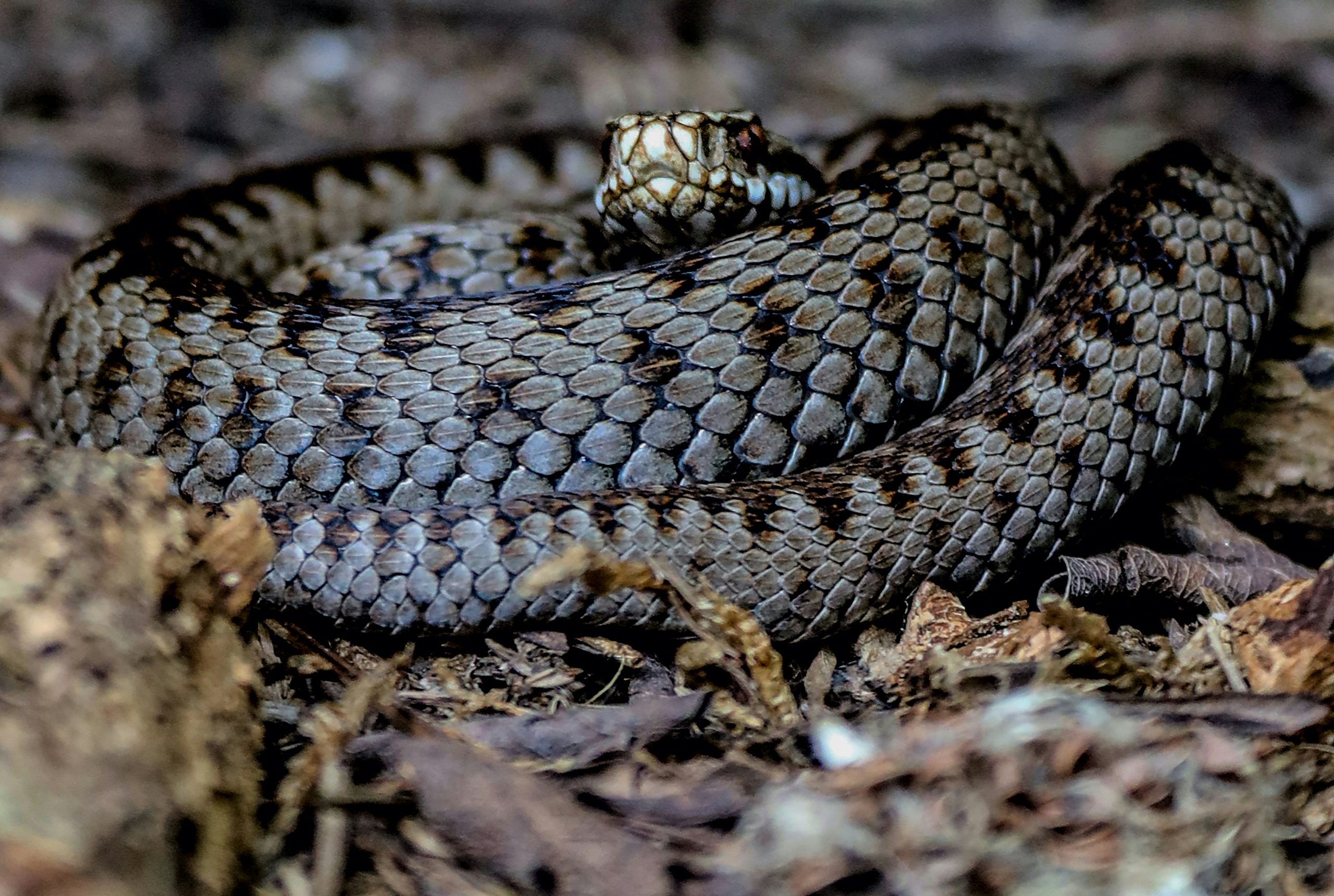 British adder basking in morning sunshine on heathland