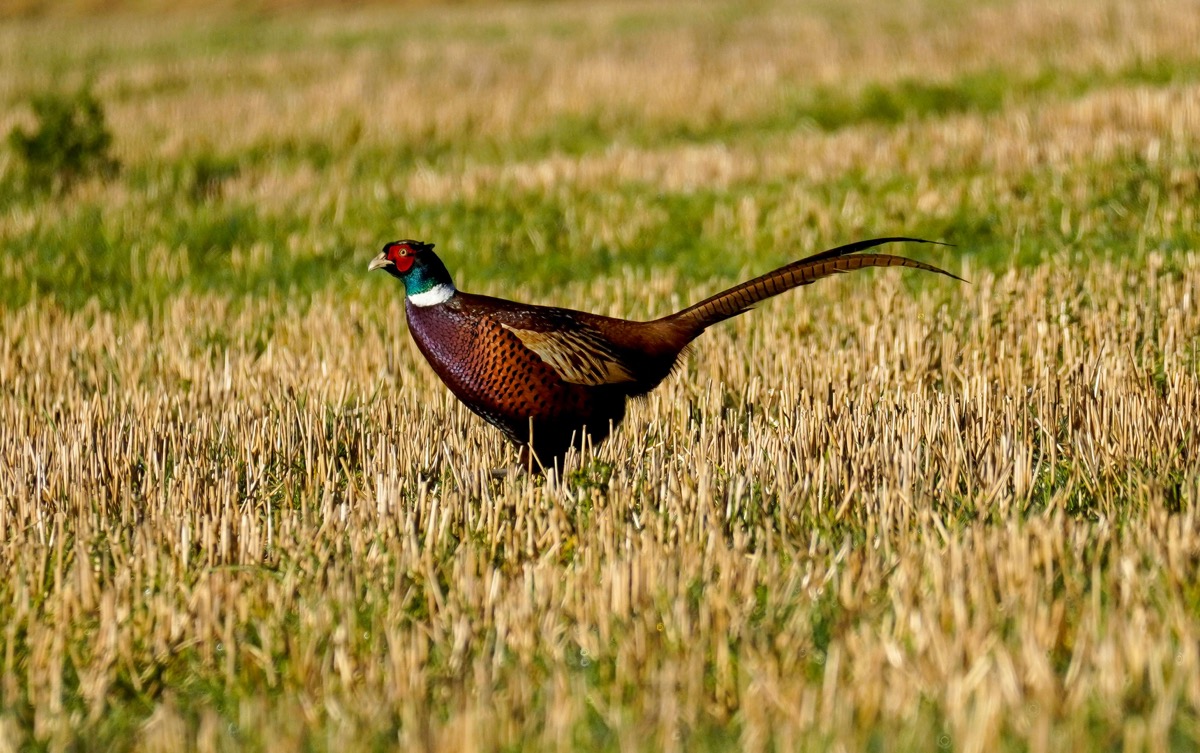 A pheasant in Anglesey countryside