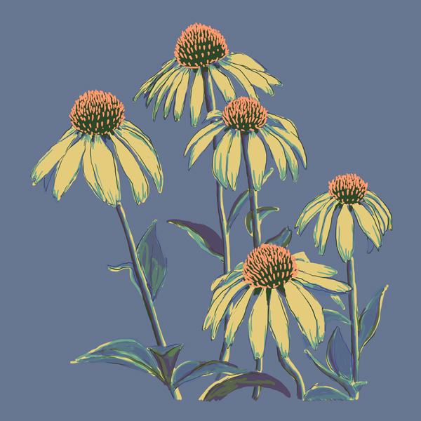 09JULY2013 Coneflower painting in photoshop