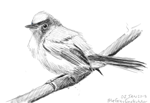 Blue Gray Gnatcatcher