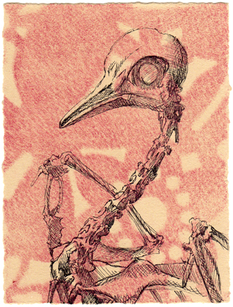 Pigeon skeleton