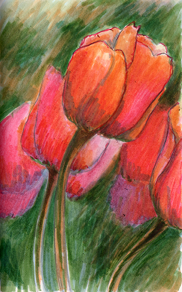 Tulips