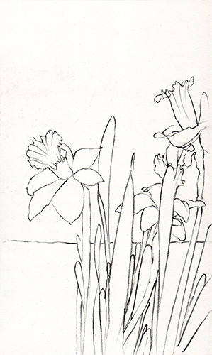 Daffodil studies 1