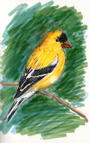 American Goldfinch