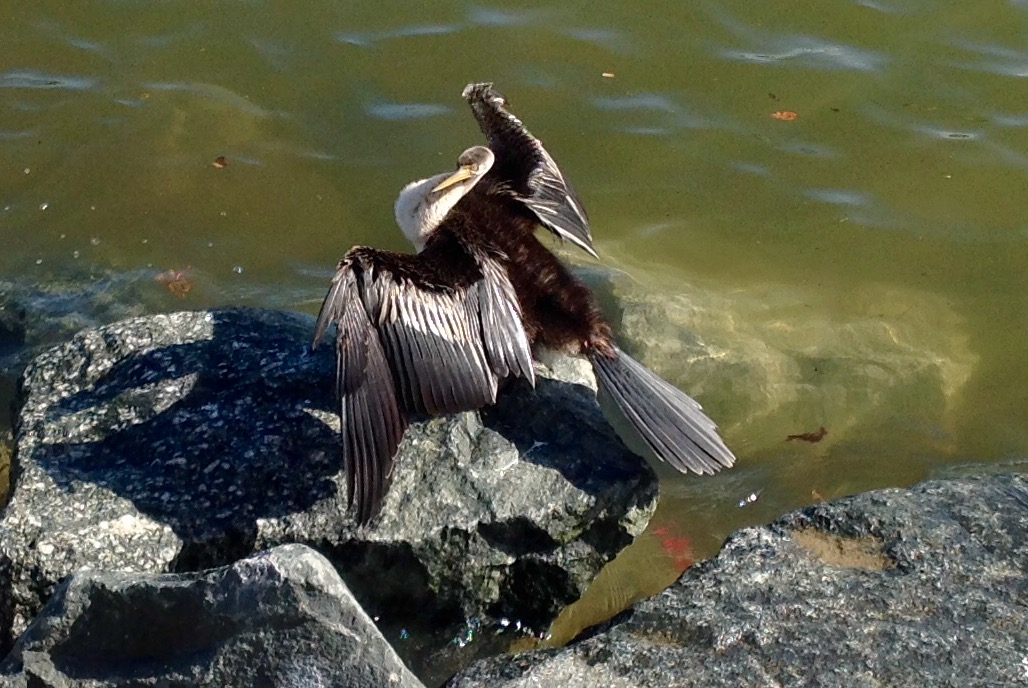 Cormorant at Elizabeth Quay, Perth, WA, May 2016
