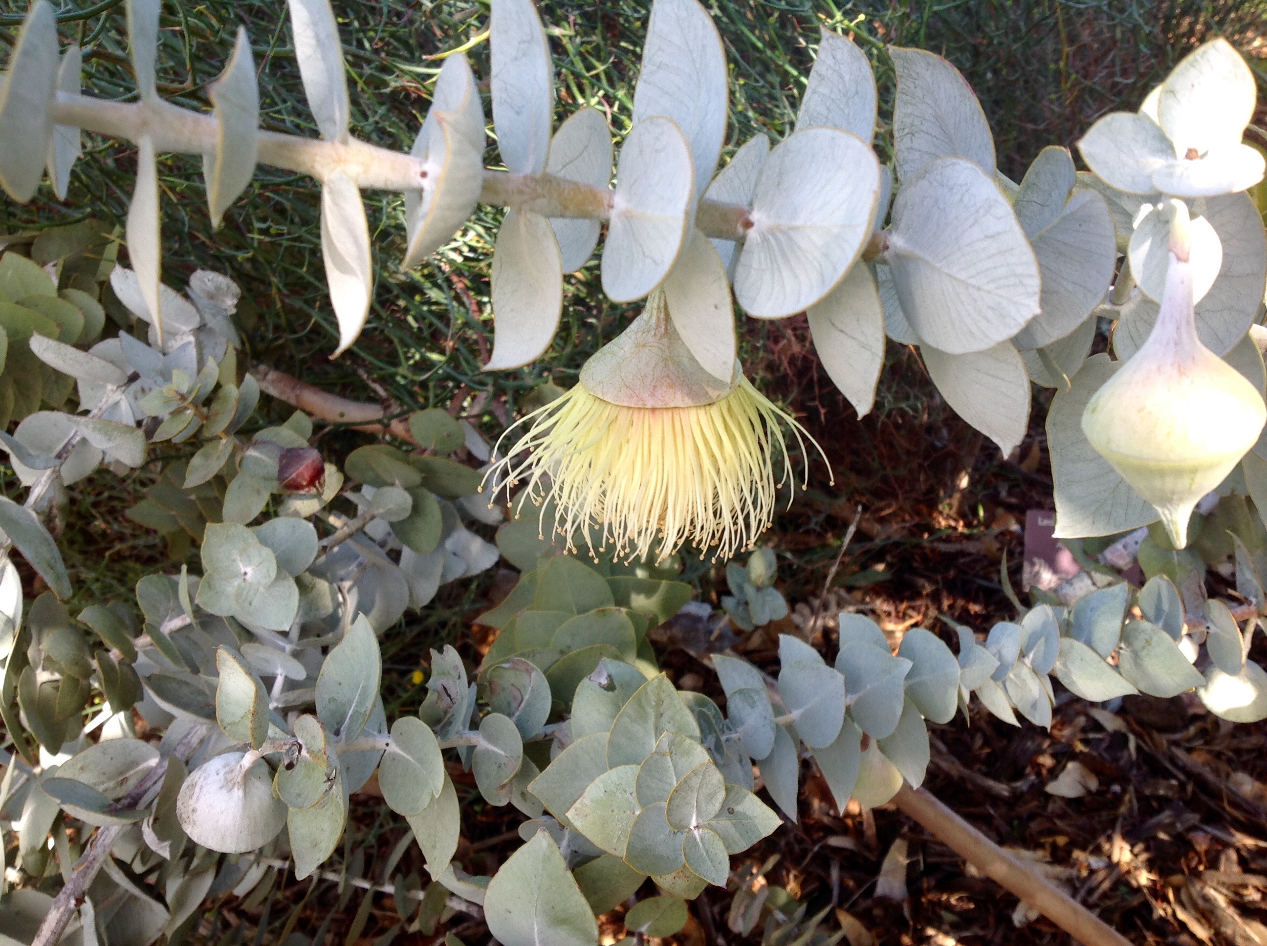 Eucalyptus Macrocarpa, Kings Park Botanic Gardens, May 2016
