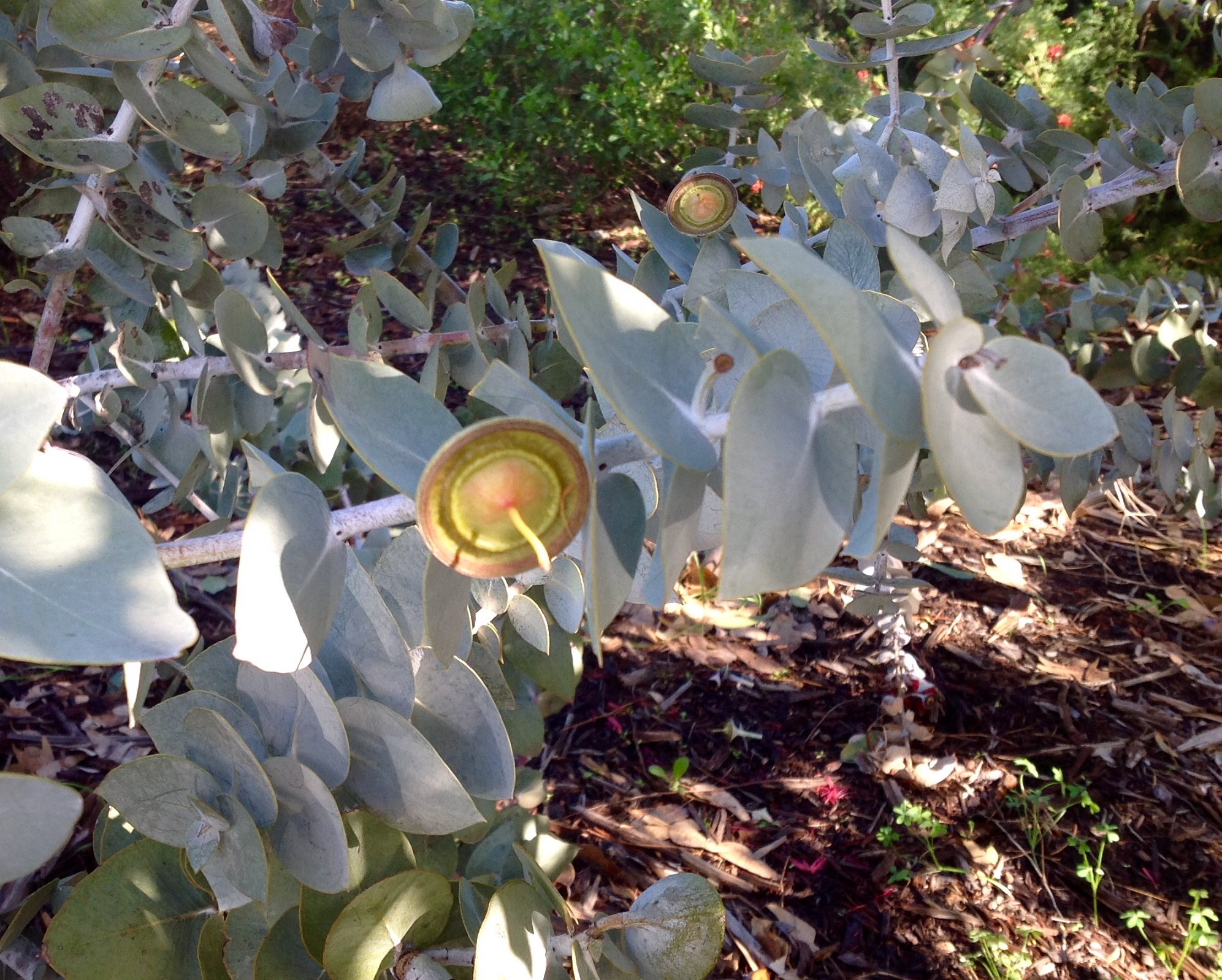 Eucalyptus Macrocarpa, Kings Park Botanic Gardens, May 2016