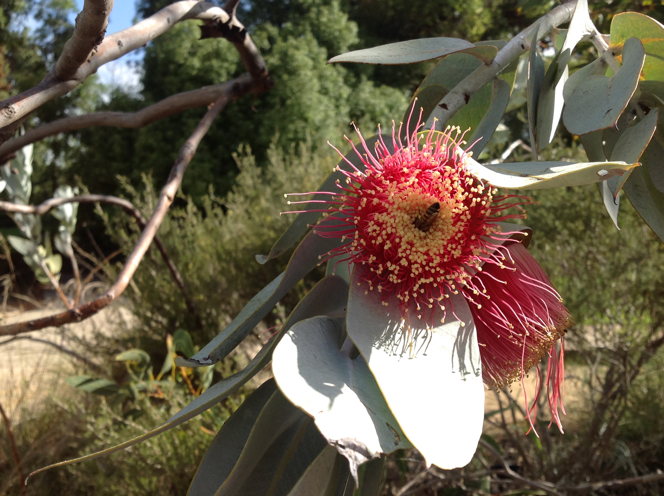 Eucalyptus Macrocarpa, Kings Park Botanic Gardens, May 2016