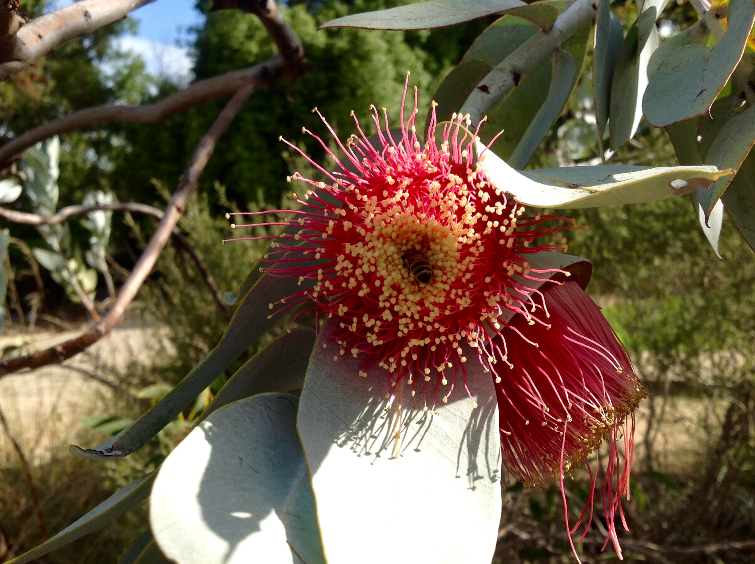 Eucalyptus Macrocarpa, Kings Park Botanic Gardens, May 2016