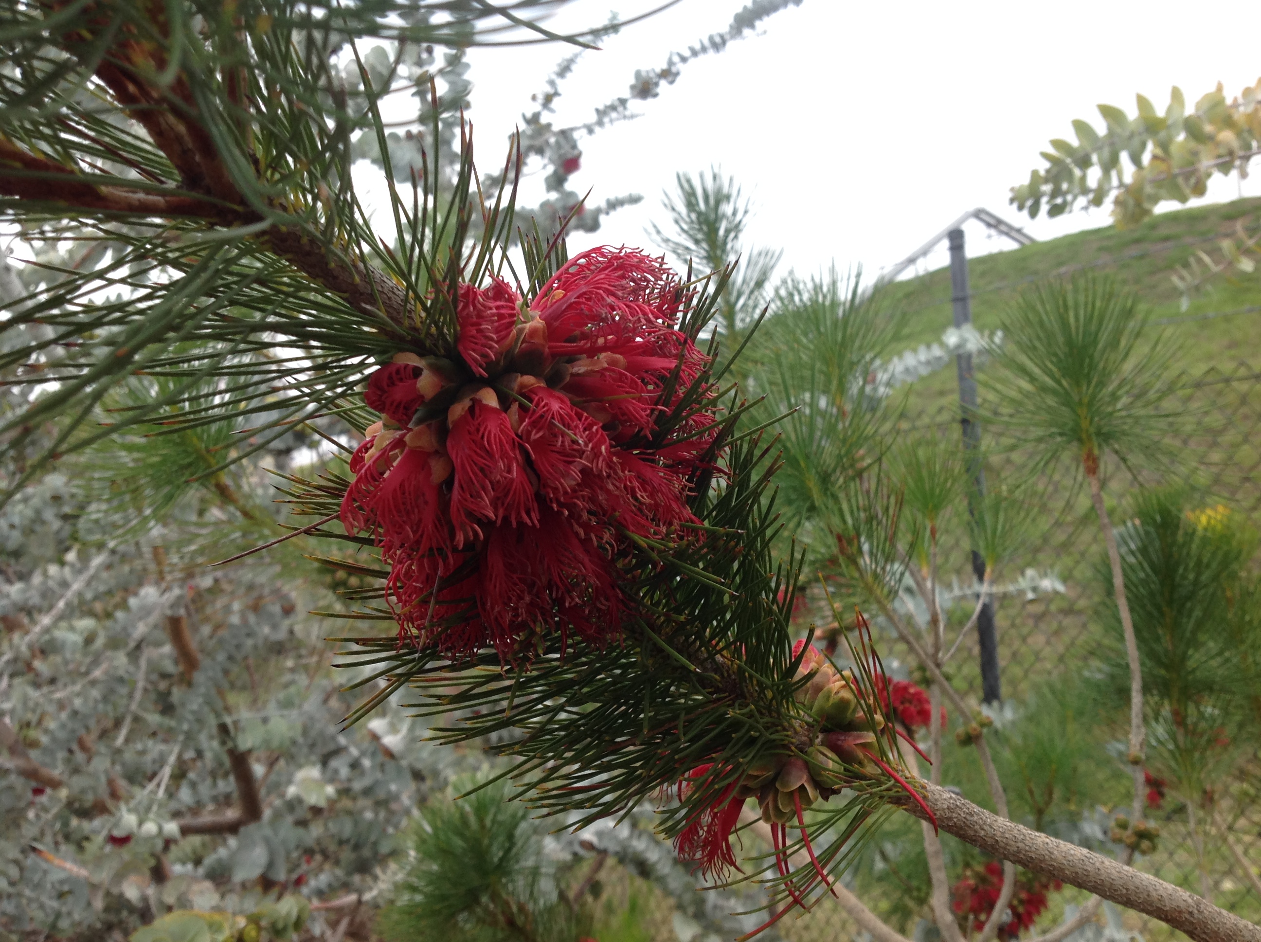 Kings Park Botanic Gardens May 2016
