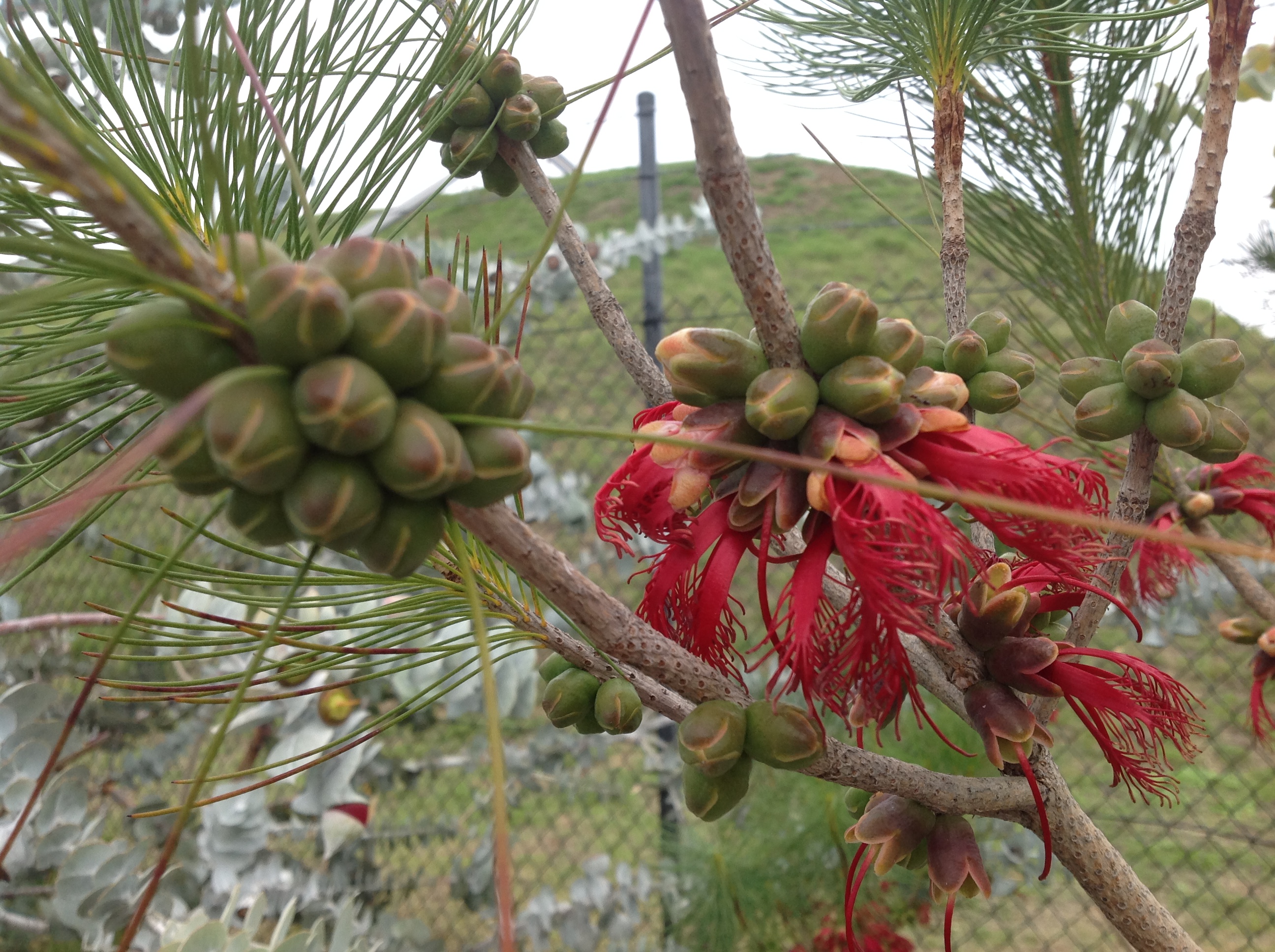 Kings Park Botanic Gardens May 2016