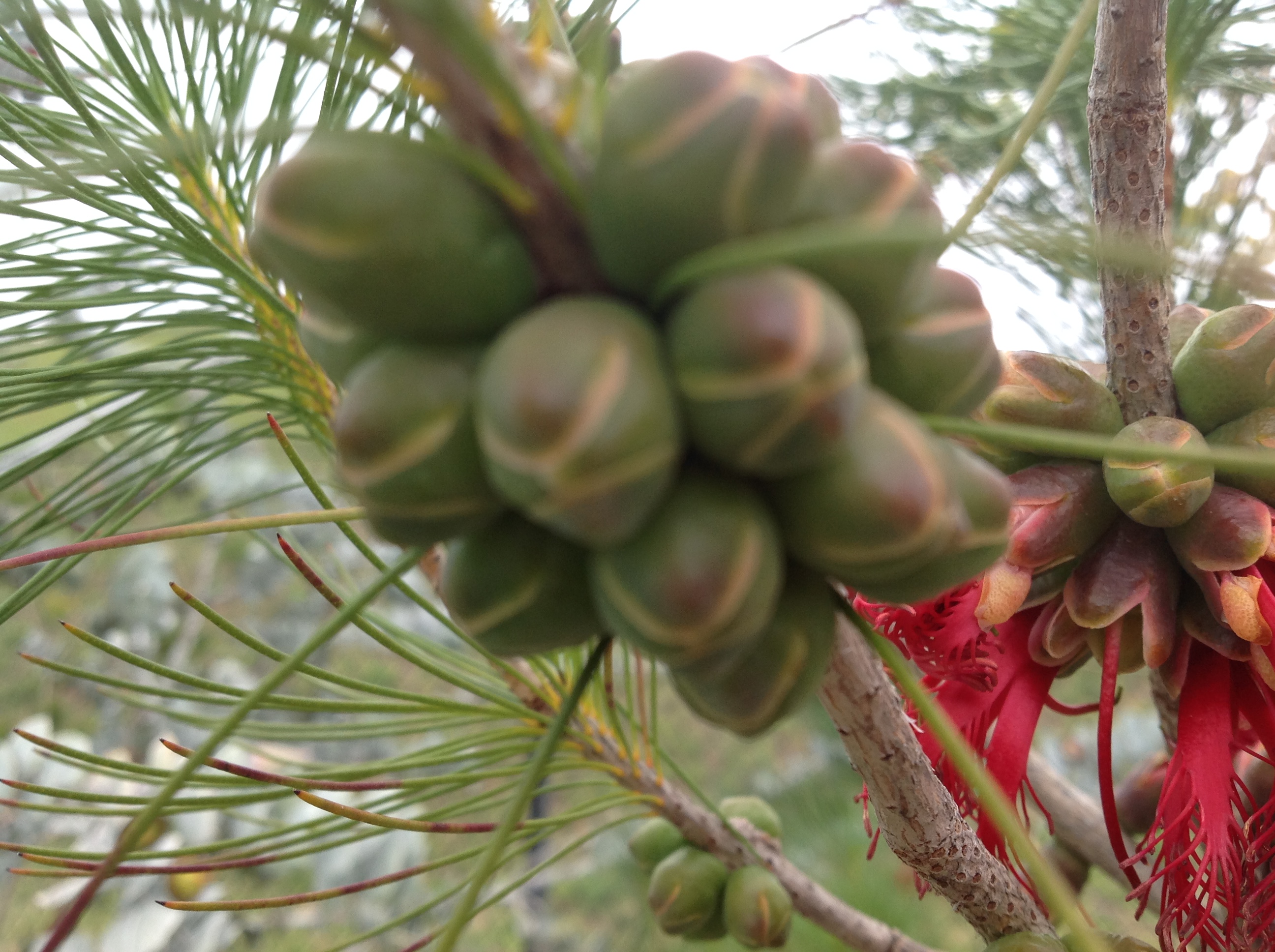 Kings Park Botanic Gardens May 2016