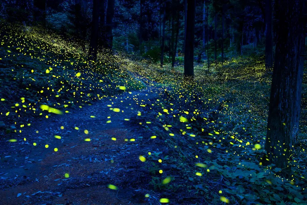 Bioluminescent Forests