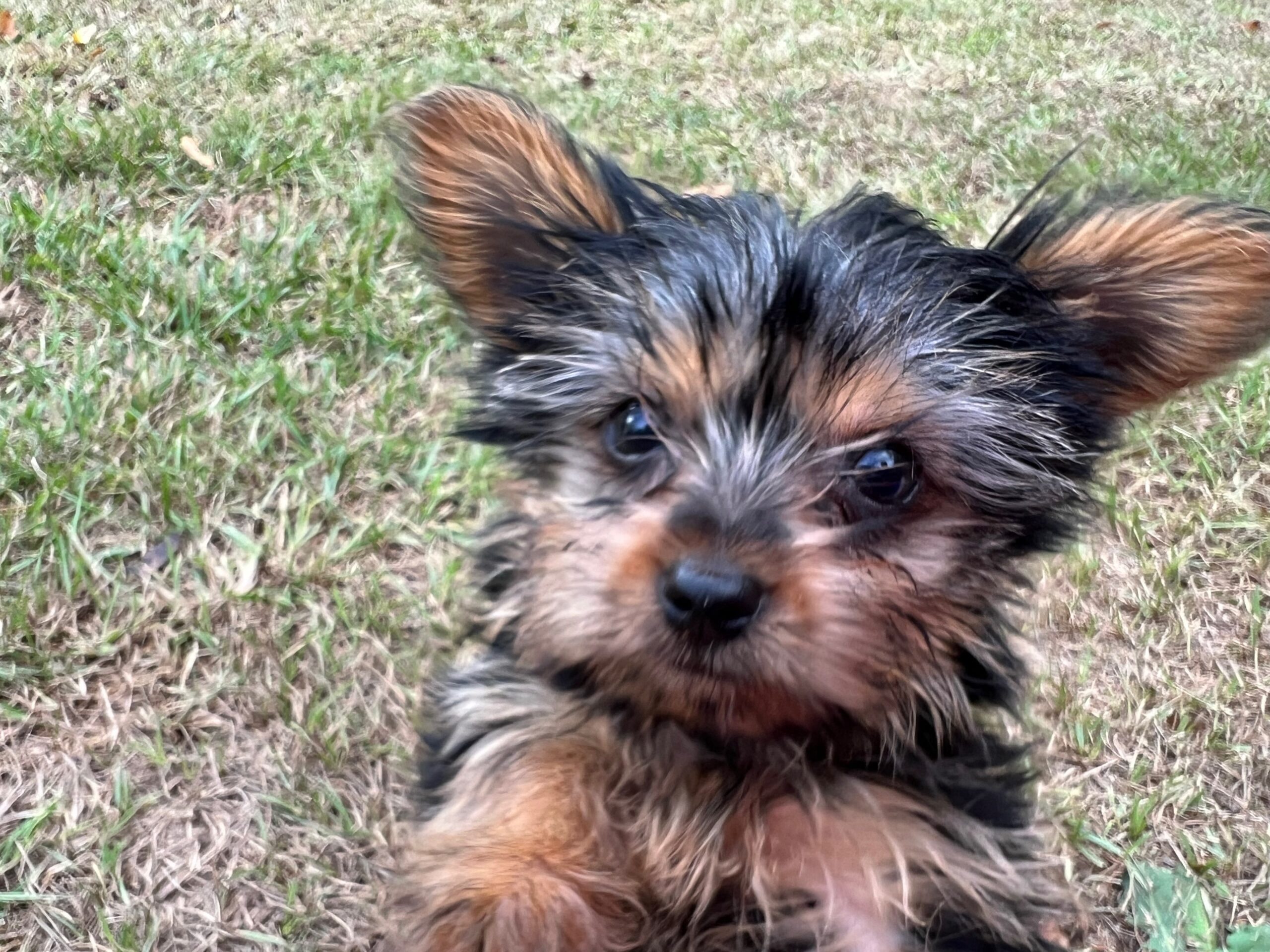 A Yorkshire Terrier puppy, the small but mighty subject of this Yorkie puppy care guide