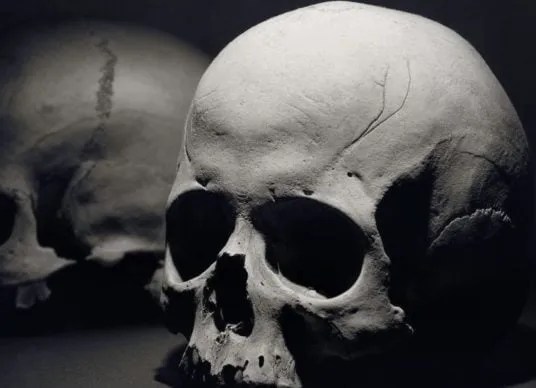 million-year-old skull human evolution