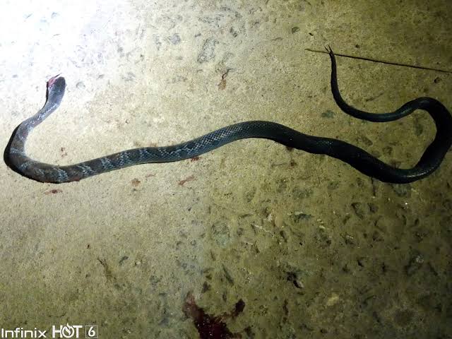 “I Saw Shege” — Nigerian Lady Shares Terrifying Snake Bite Experience