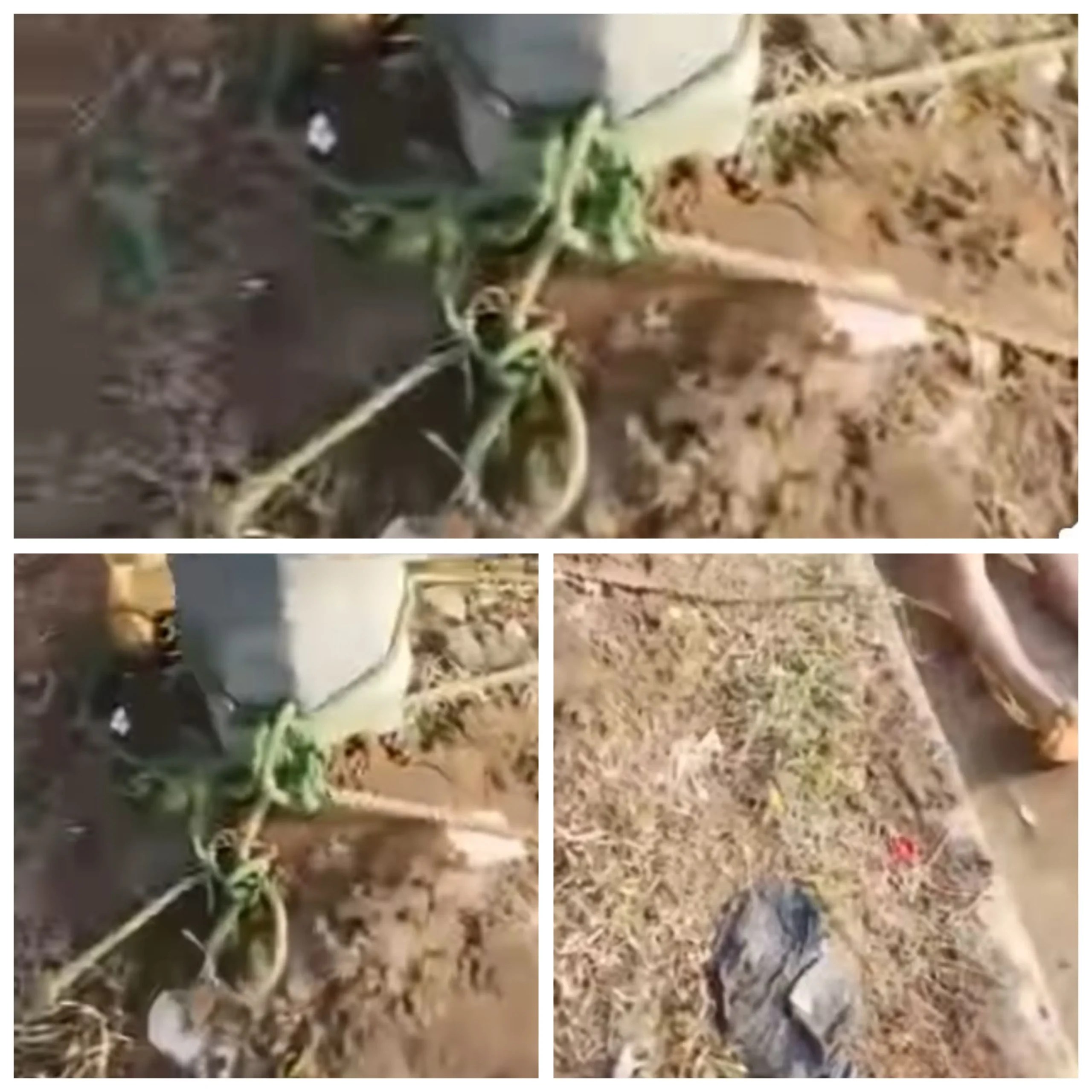 Unidentified Man Found Dead and Tied to Pole in Ekiti State