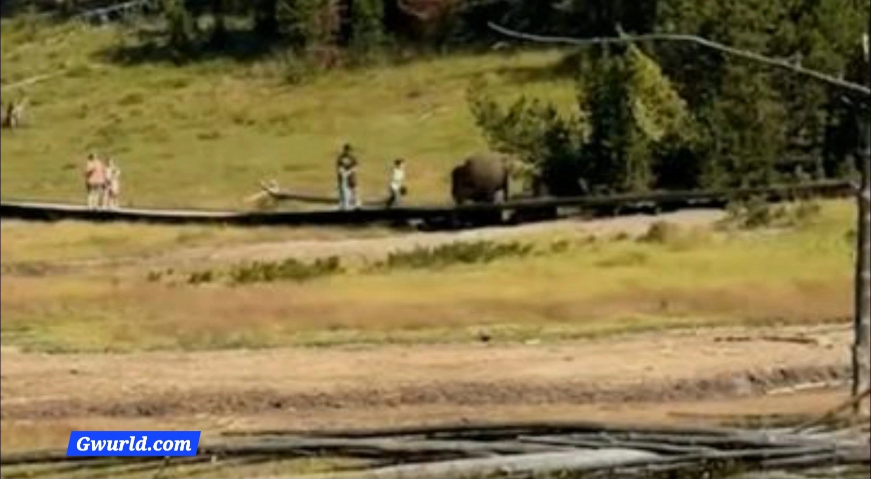 Yellowstone Bison Chases Child After Close Encounter, Video Highlights Wildlife Safety