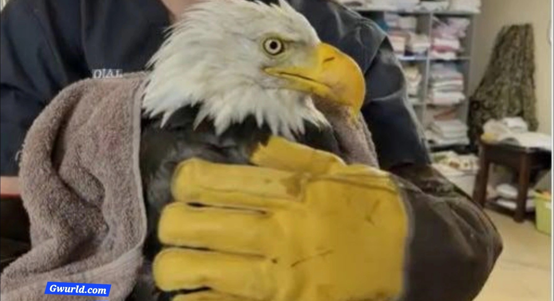 Jackie, Beloved Big Bear Bald Eagle Secretly Watched by Millions of people is Dead