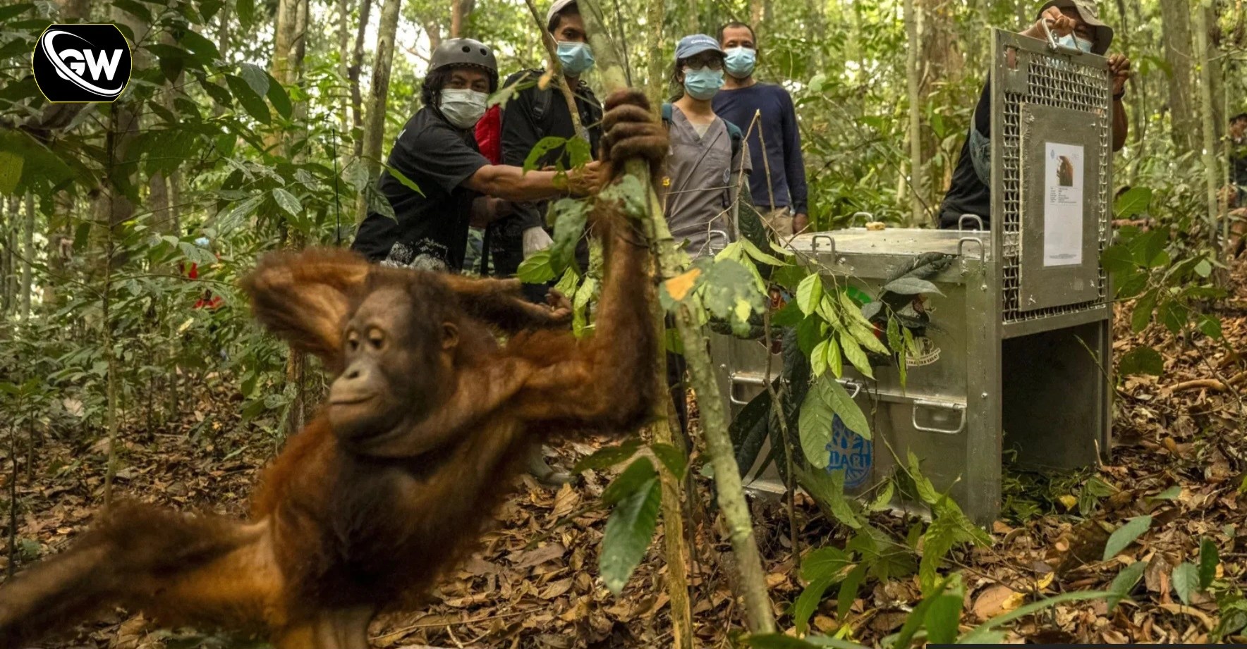 Eight Orangutans Released Into Borneo Forest After Devastating Wildfires