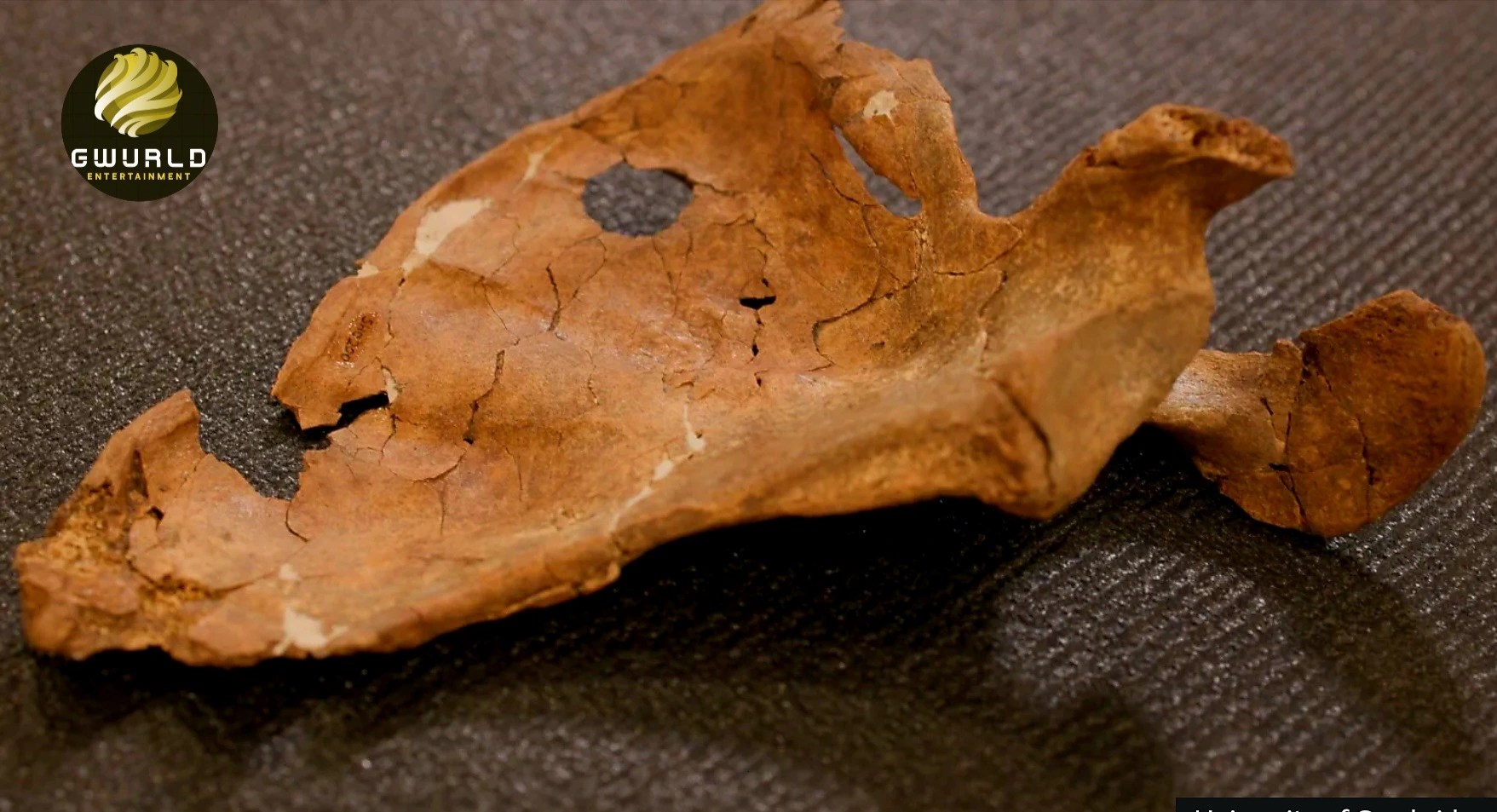 Neanderthal Violence: 75,000-Year-Old Wound Suggests Fatal Spear Attack