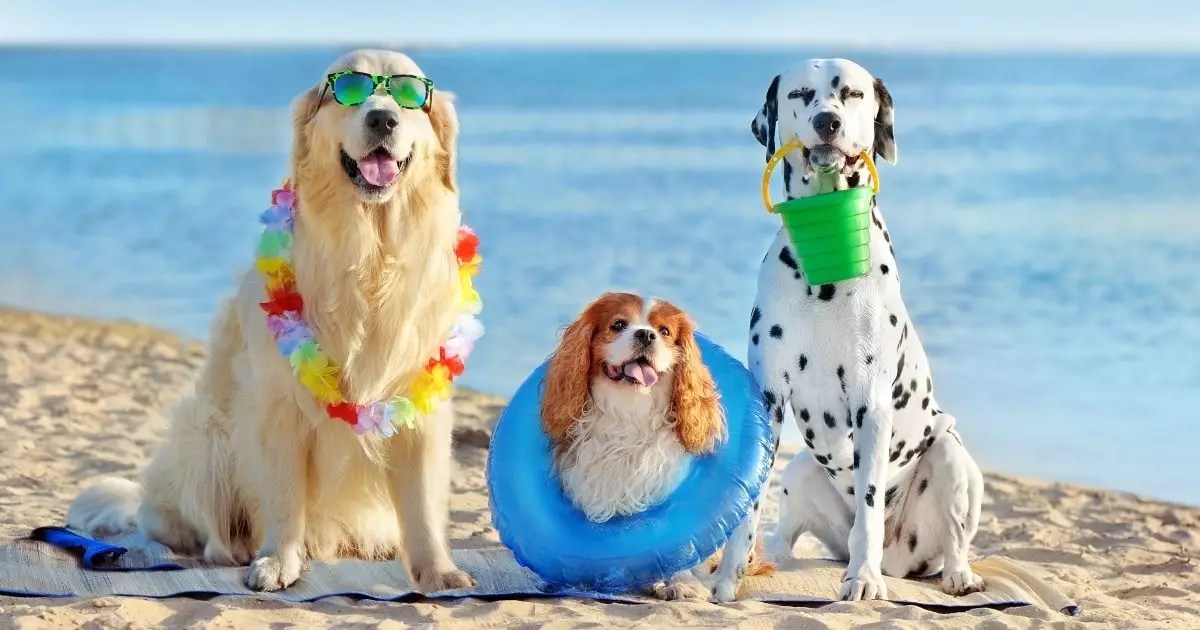 Beat the Heat: Ultimate Strategies for Keeping Your Dog Cool This Summer