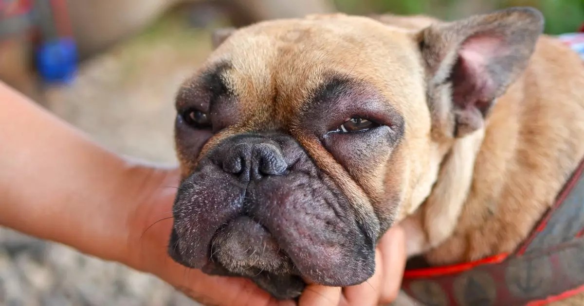 Essential Insights for Managing Your Dog’s Itchy Eyes