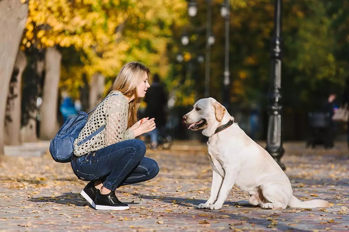 The Ultimate Companions: Embracing the Clingy Love of Dogs