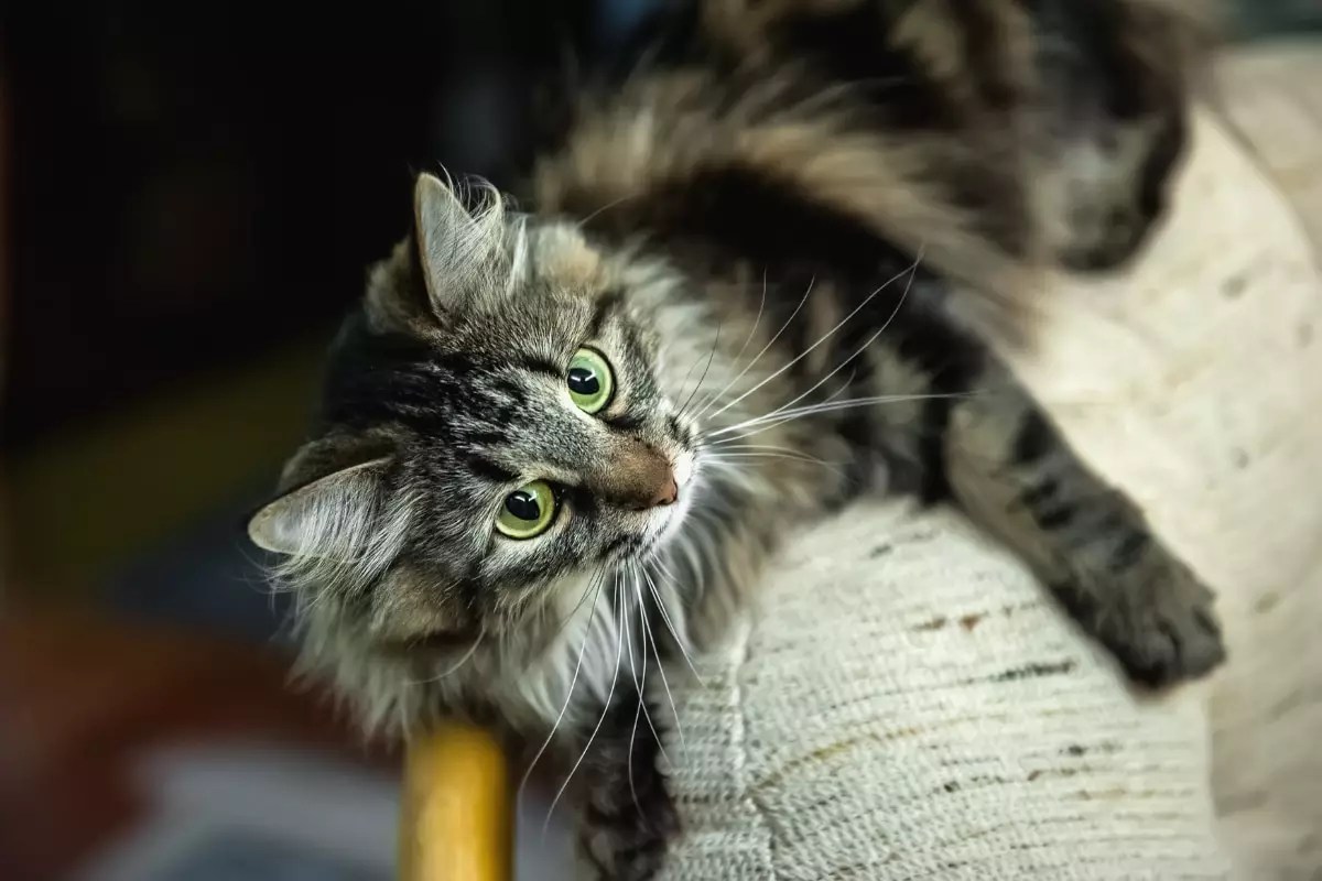The Magnificent Sovereignty of Cats: A Royal Take on Feline Domination