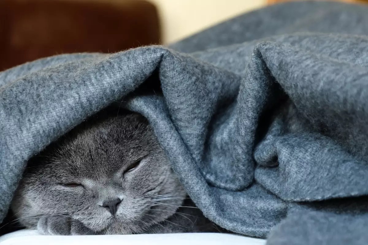 The Purrfect Art of Cat Napping: Mastering the Snooze Game