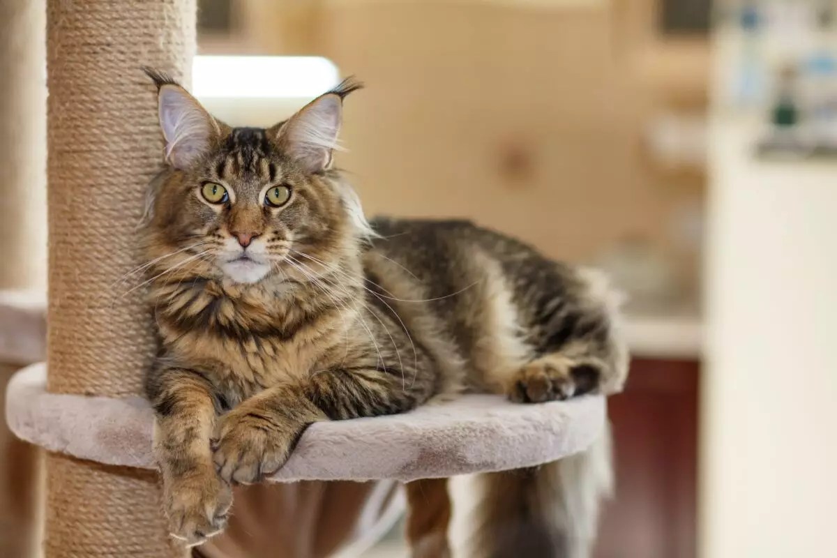 The Serene Power of Gentle Cats: Finding Your Perfect Calm Companion