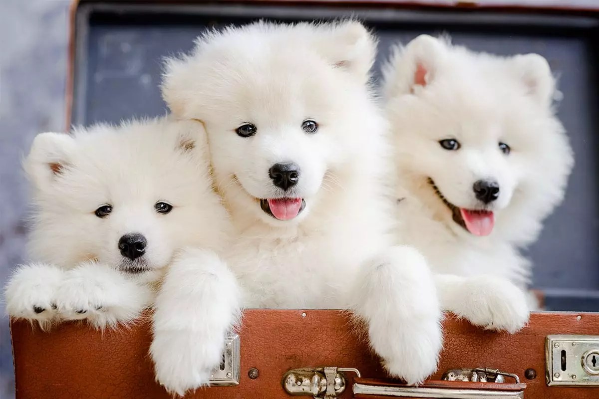 The Power of Canine Happiness: How Dogs’ Smiles Transform Our Lives