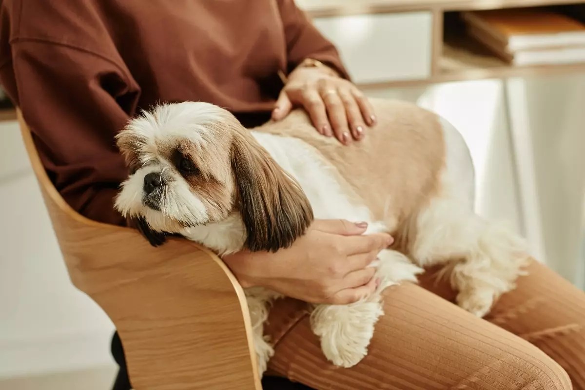 Unveiling the Heart of the Loyal Companion: Why Lap Dogs Embody Pure Unconditional Love