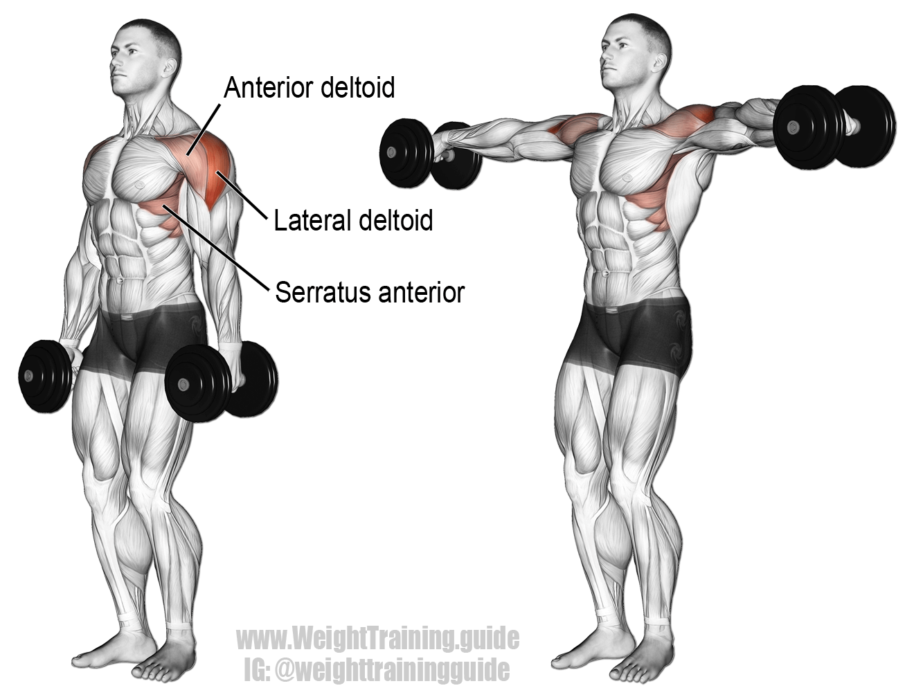 21+ Elegant Decline Bench Fly / Ronnie Coleman chest workout - YouTube : Exercising anterior deltoids with declined dumbbell flies.