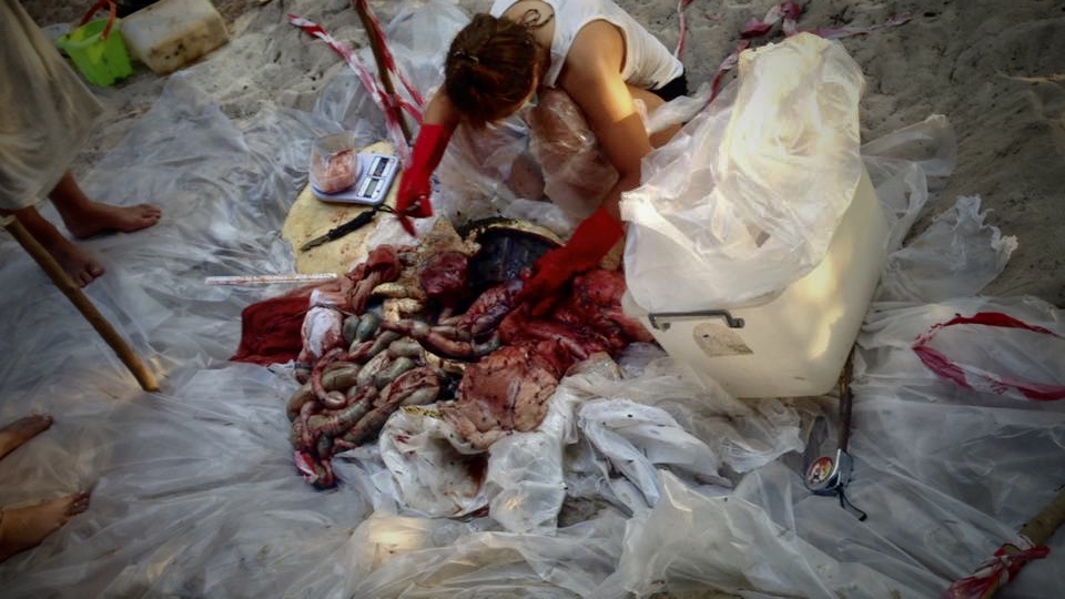 Necropsy of a green sea turtle