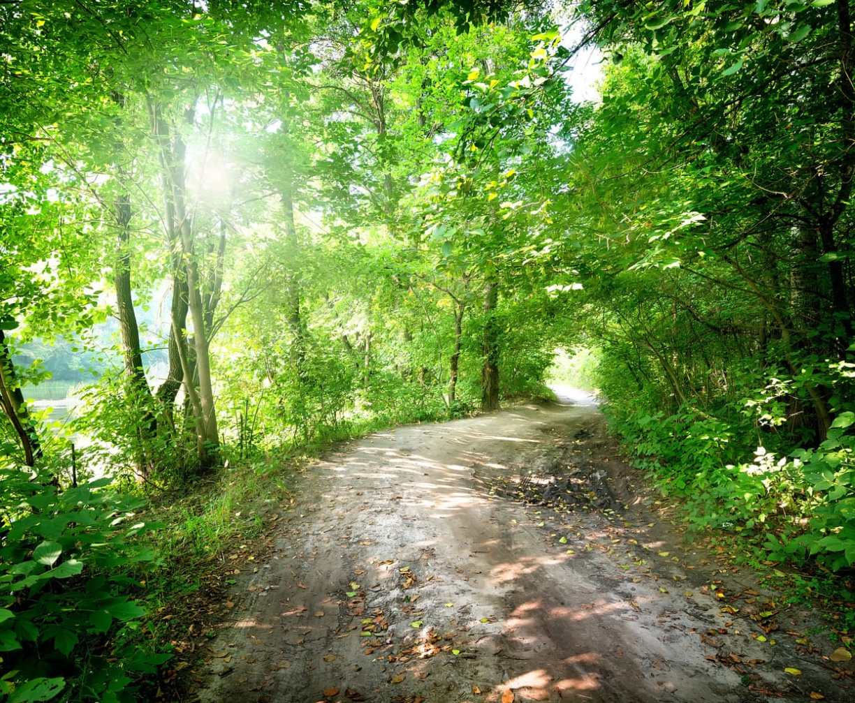 Dawn on the road in the forest