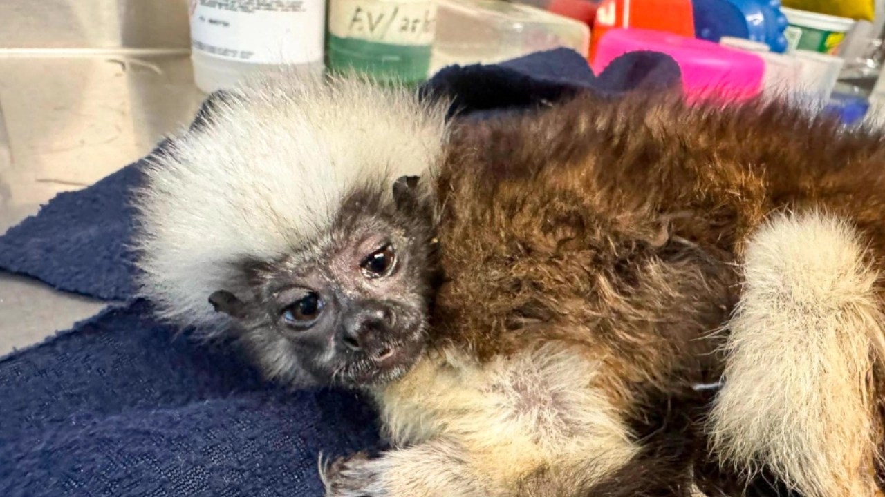 titís-cabeciblanco-area-metropolitana-valle-de-aburra