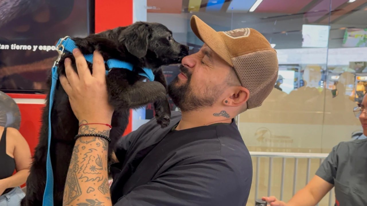 Perritos-adoptados