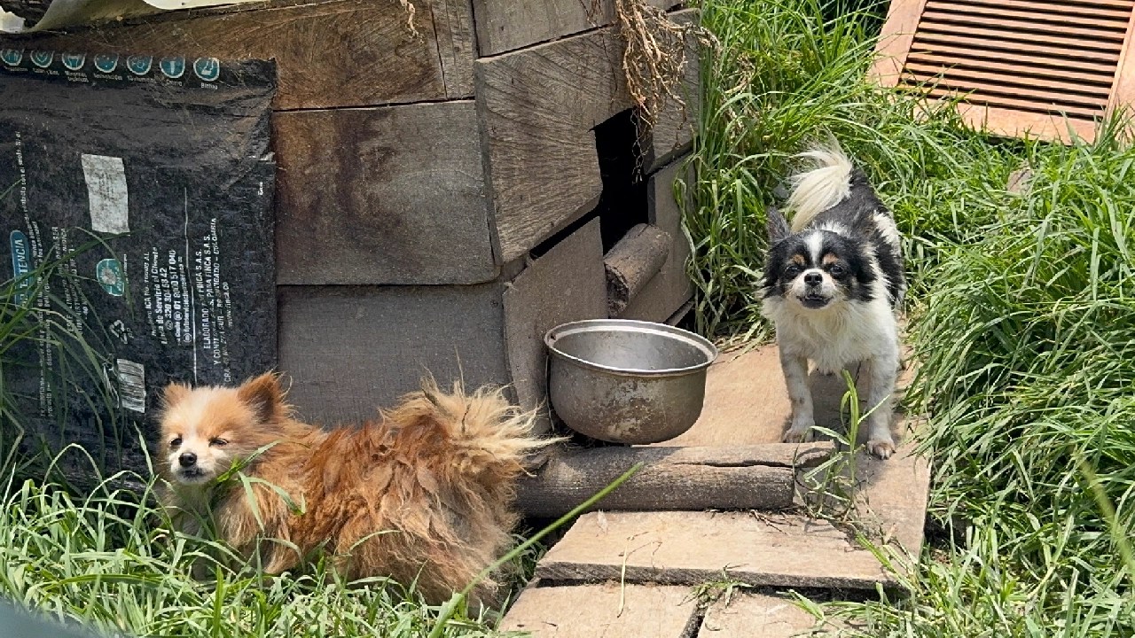 Explotaban perritos: operativo en El Carmen de Viboral deja al descubierto un criadero clandestino