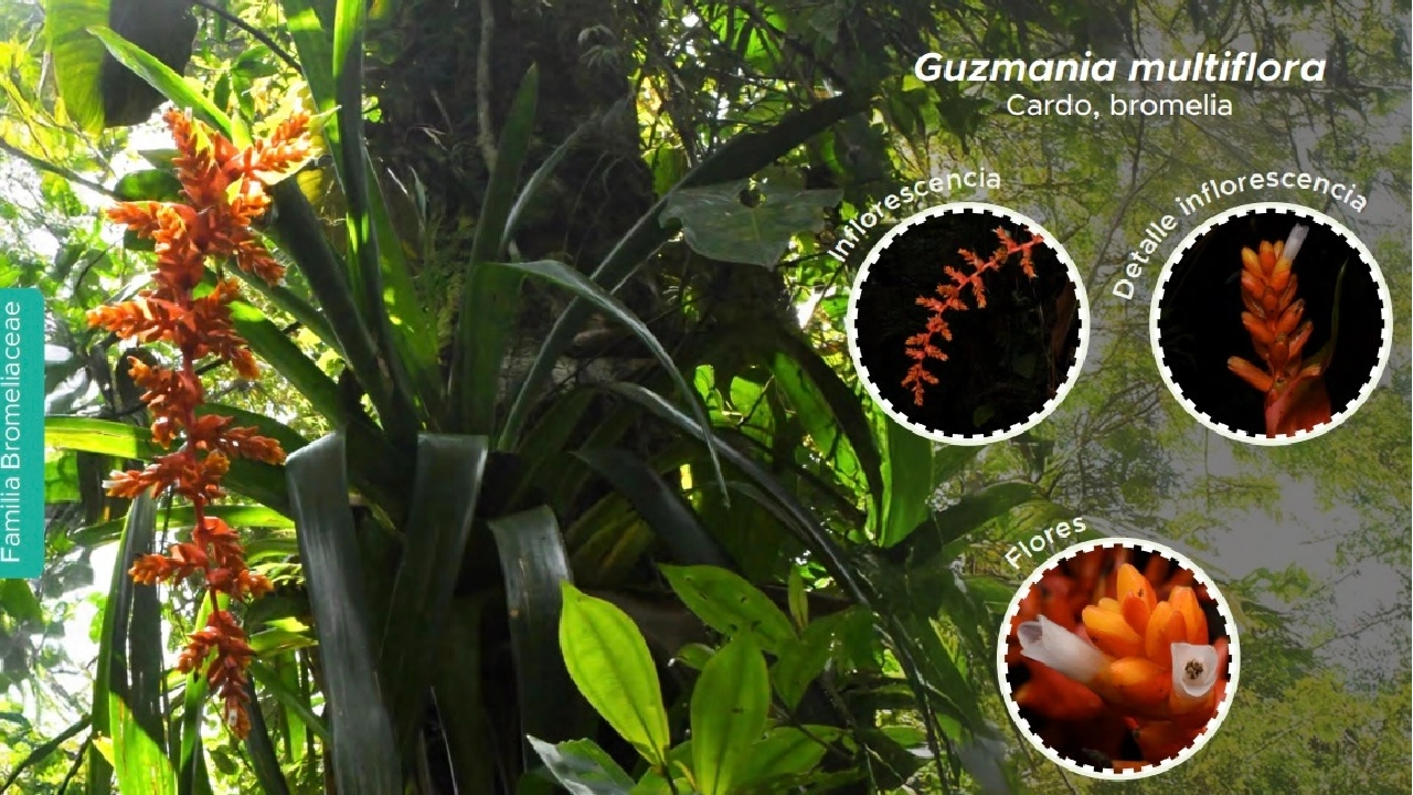 Ahora Medellín tiene una guía de plantas que viven sobre los árboles en San Antonio de Prado