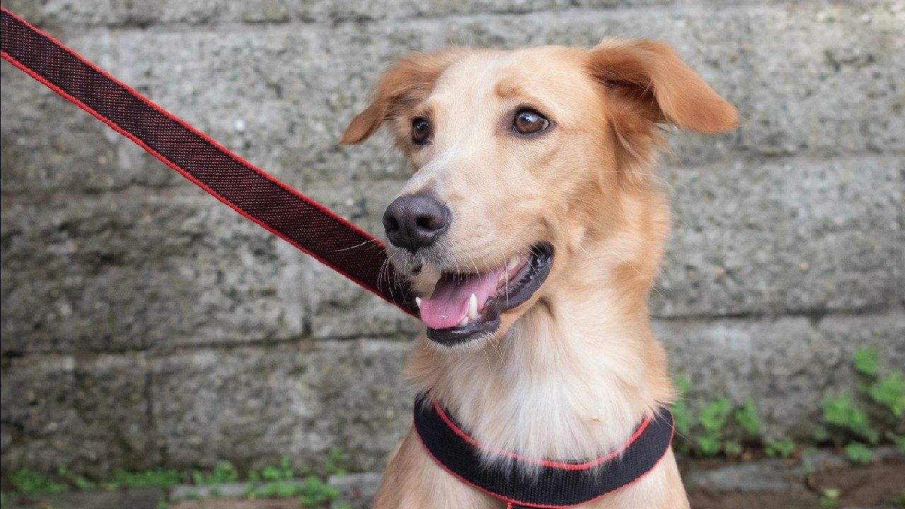 Más de 8.000 animales de compañía serán esterilizados en el Valle de Aburrá