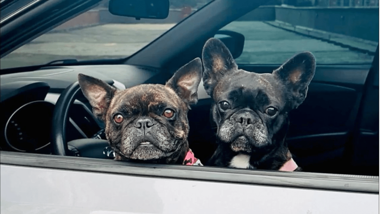 ¡Plaza Mua Pet Zone! La feria de amor, emprendimientos y mascotas que traen Hora 13 noticias y el centro comercial Los Molinos