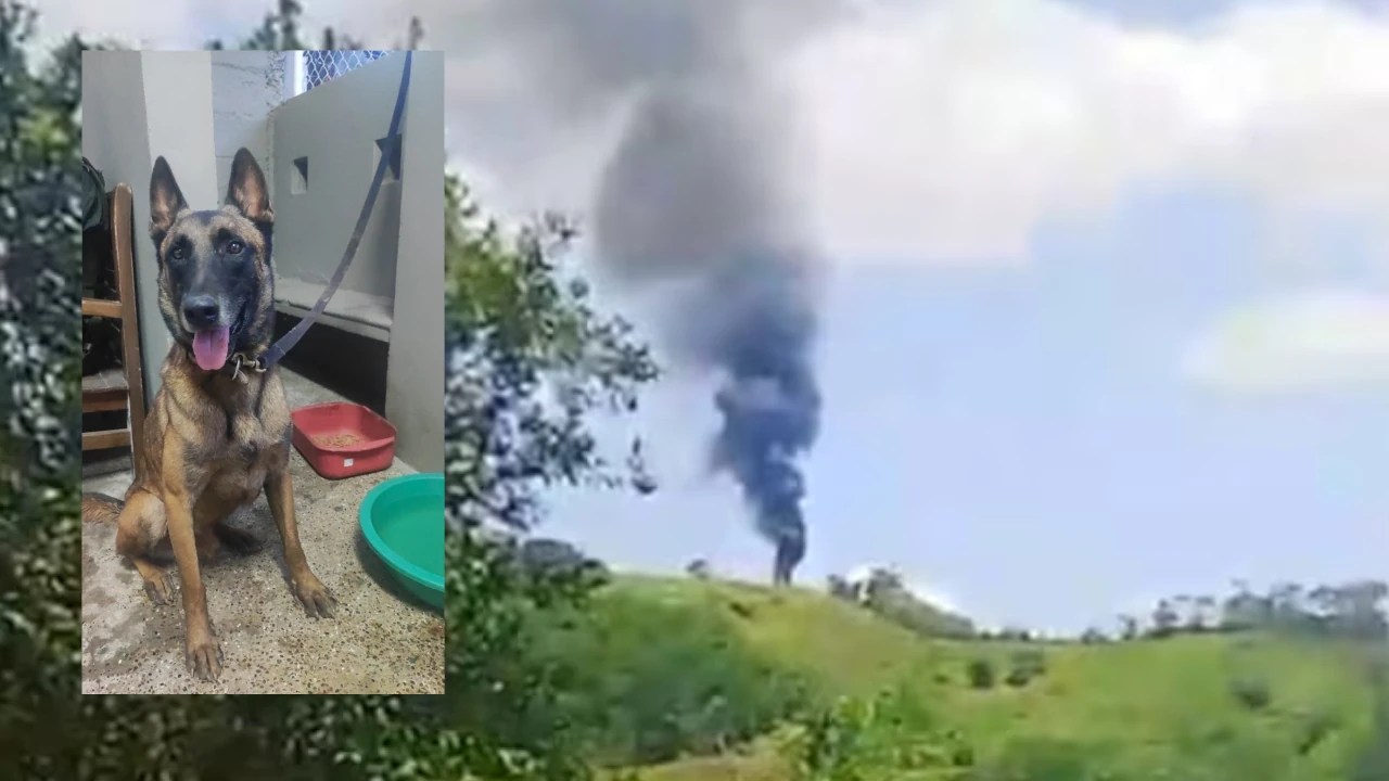 ¡Gracias al cielo! Telmo, el perro antiexplosivos, reapareció tras 24 días desaparecido en Amalfi