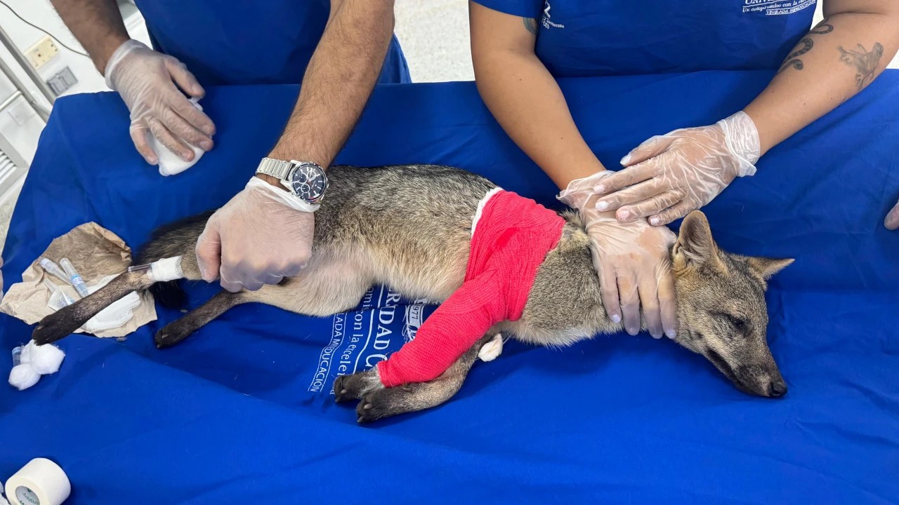 ¡Ay, qué hermosura! Zorro perro atropellado fue operado con éxito y se recupera en Barbosa