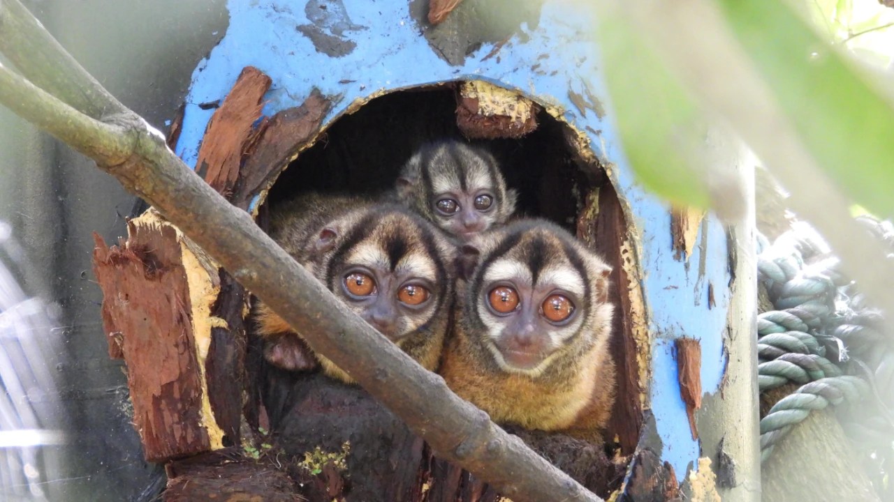 ¡Hermosa y fuerte! Marteja nacida en el CAVR del Valle de Aburrá crece saludable junto a su madre