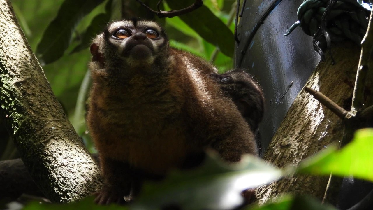 Nace y es liberada una cría de marteja en el Valle de Aburrá tras proceso de recuperación