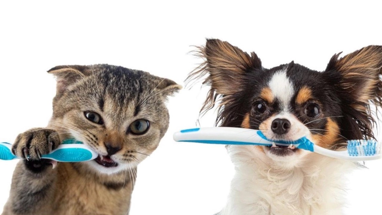 Cepillo en mano y mucho amor: cómo cuidar la higiene dental de perros y gatos
