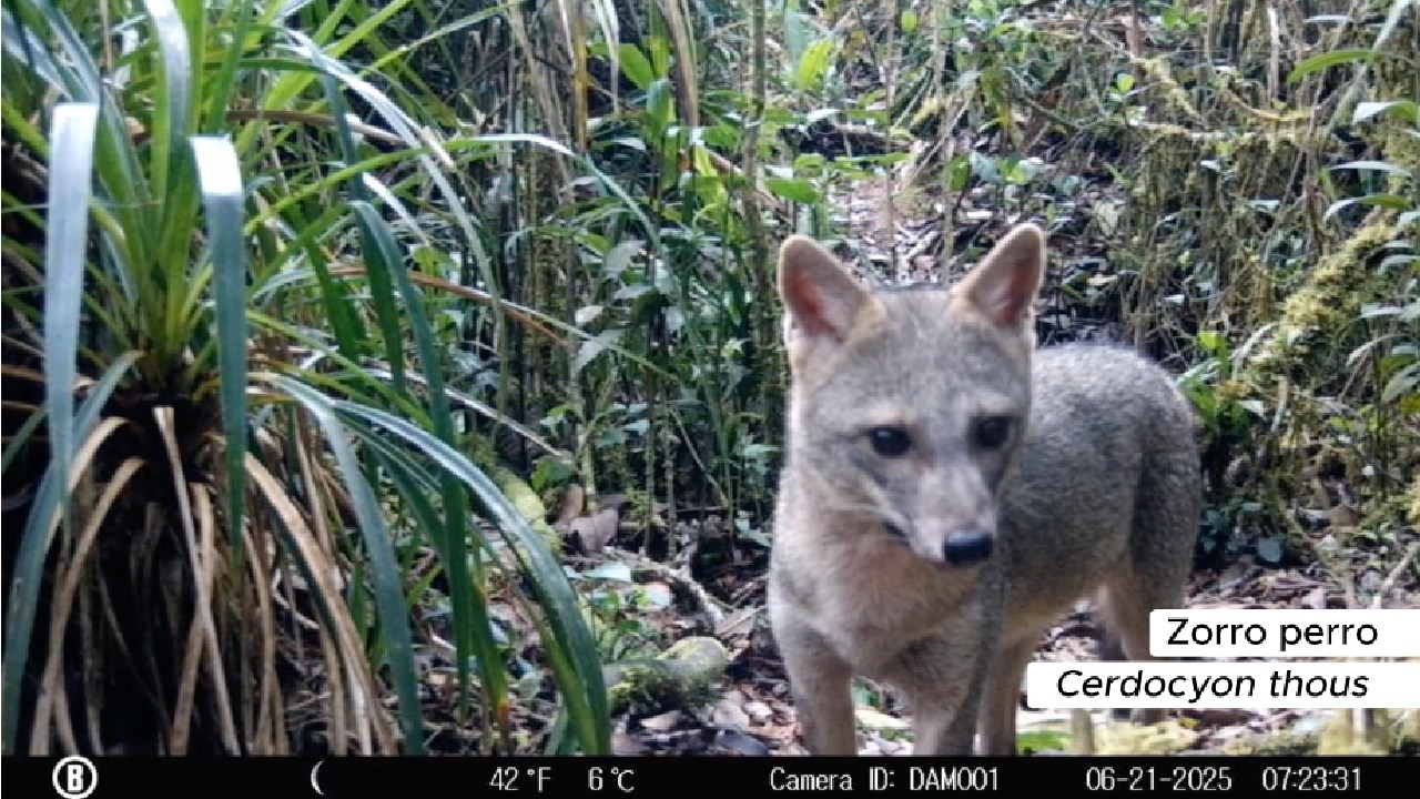 ¡Qué hermosura! Cámaras trampa han registrado 21 especies de mamíferos en áreas de conservación